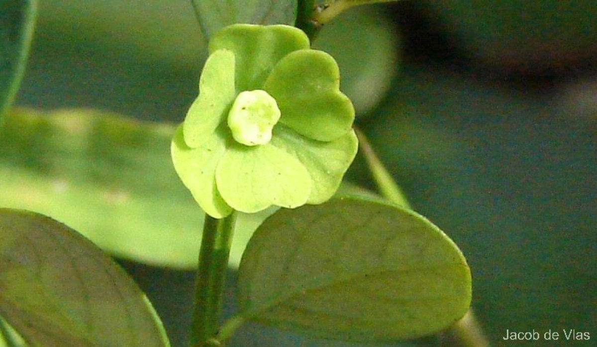 Breynia rigida (Thwaites) Chakrab. & N.P.Balakr.